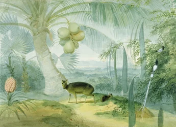 Eine Landschaft in Ceylon, mit bellendem Hirsch und Rehkitz und einem Paar Paradiesvögel, um 1808-11